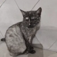 گربه اسکاتیش