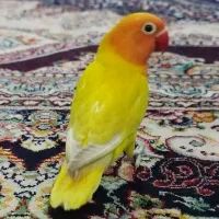 طوطی کوتوله برزیلی دستی