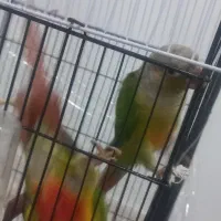 گرینچیک