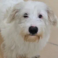 واگذاری رایگان سگ تریر|سگ|اوز, |دیوار