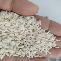 برنج طارم هاشمی اصل
