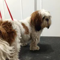 اصلاح و پیرایش حیوانات خانگی|خدمات آرایشگری و زیبایی|شاهین‌شهر, شهرک میلاد|دیوار