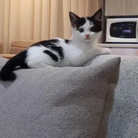 بچه گربه گمشده