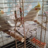 یک جفت عروس هلندی|پرنده|ری, فیروزآبادی|دیوار