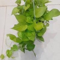 پلاتینیوم.منجولا.گلخونه.بیلیتای|گل و گیاه طبیعی|مشهد, حسابی جنوبی (شهرک غرب)|دیوار