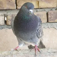 کبوتر پرشی|پرنده|وحیدیه, |دیوار