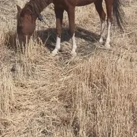 مادیان 5ساله|اسب و تجهیزات اسبسواری|کامیاران, |دیوار