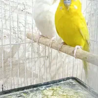 پرنده مرغ عشق
