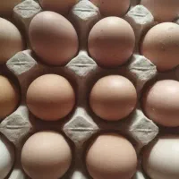 تخم مرغ نطفه دار استرالپ لوهمن و کاکلی