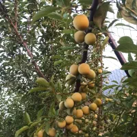 ۴۰۵ متر باغ توسکستان|فروش زمین و ملک کلنگی|گرگان, |دیوار