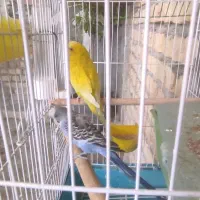 یه جفت مرغ عشق مولدبایه جوجه بفروش میرسد