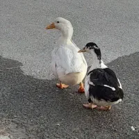 ۲عددمرغابی نیومده ۱،۴۰۰یک ملیون چهارصد