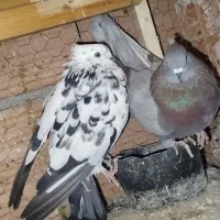 کبوتر|پرنده|علی‌آباد کتول, |دیوار