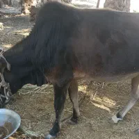 گاو نر فروشی|حیوانات مزرعه|پیپ, |دیوار