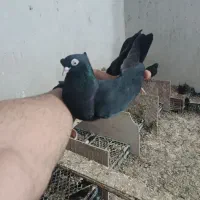 سیاه دوکاکل عطیقه