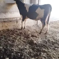 فروش دوراس گاو شیری یک راس گوساله|حیوانات مزرعه|رستم, |دیوار