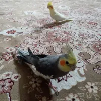 عروس هلندی نر و ماده|پرنده|تهران, اتابک|دیوار