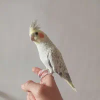 عروس هلندی همراه قفس کاسکویی