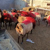 میش|حیوانات مزرعه|تربت جام, جلگه موسی آباد|دیوار