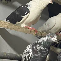 فروش فوری کفتر درجه ۱ جوجه کشی و‌پرش