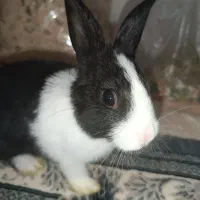 یک عدد خرگوش+تخفیف