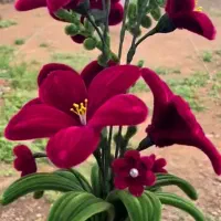 ۲۰۰|صنایع دستی و سایر لوازم تزئینی|ساری, |دیوار