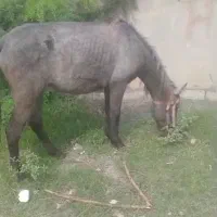 کره اسب مادیان|اسب و تجهیزات اسبسواری|شیرگاه, |دیوار