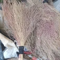 جارو شیرازی