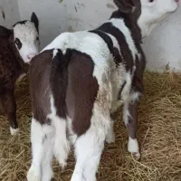 تهیه گوساله اصیل