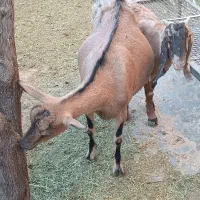 بز آلپاین با دوبزغاله ومورسیا و پاکستانی ابستن|حیوانات مزرعه|ماهان, |دیوار