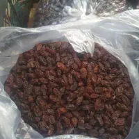 خرمای بدون هسته و مویز|خوردنی و آشامیدنی|شیراز, ریشمک|دیوار