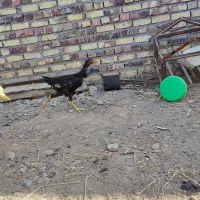 سه عدد مرغ و یک خروس|حیوانات مزرعه|تربت جام, علوی|دیوار