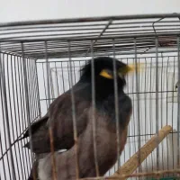 مرغ مینای سالم و سرحال|پرنده|بجنورد, |دیوار