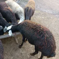 گوسفند|حیوانات مزرعه|فاضل آباد, |دیوار