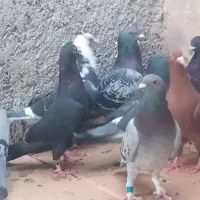 20کبوتر پلاکی پولکی و...|پرنده|خورموج, |دیوار