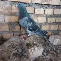 پلاکی ایران