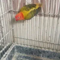 کوتوله یووینگ