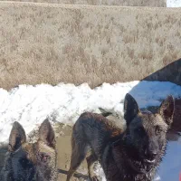 سگ مالینویز نگهبان