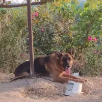 سگ ماده ژرمن گمشده