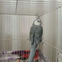 عروس هلندی وایت فیس|پرنده|مشهد, امیرآباد|دیوار