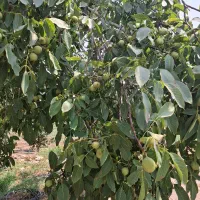 نهال وگل گیاه|خدمات باغبانی و درختکاری|محمدیه-قزوین, |دیوار