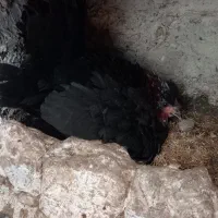 مرغ گلین کرچ