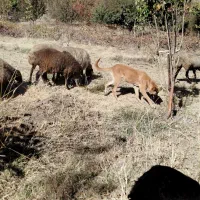 واگذاری توله ماده ۶ ماهه سرابی|سگ|اسدآباد, |دیوار