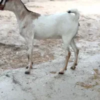 صلال اصل|حیوانات مزرعه|شهر بابک, |دیوار