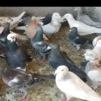 کبوترپرشی|پرنده|سبزوار, شهرک صنعتی فرودگاه|دیوار