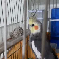 پرنده|پرنده|شاهین‌شهر, فیض|دیوار