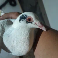 یک عدد دورگ