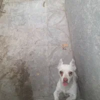 سگ پاکوتاه نژاد شیواوا