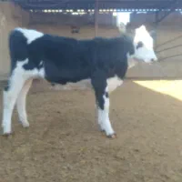 گوساله سیمینتال ماده|حیوانات مزرعه|بجنورد, |دیوار