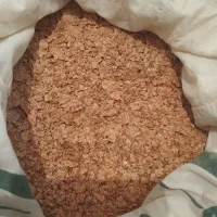 بذر گوجه